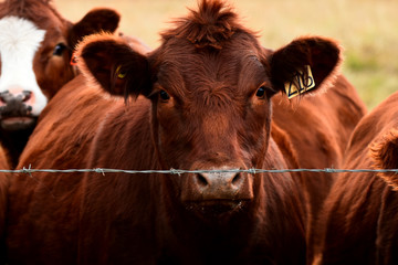 CATTLE AT FENCE