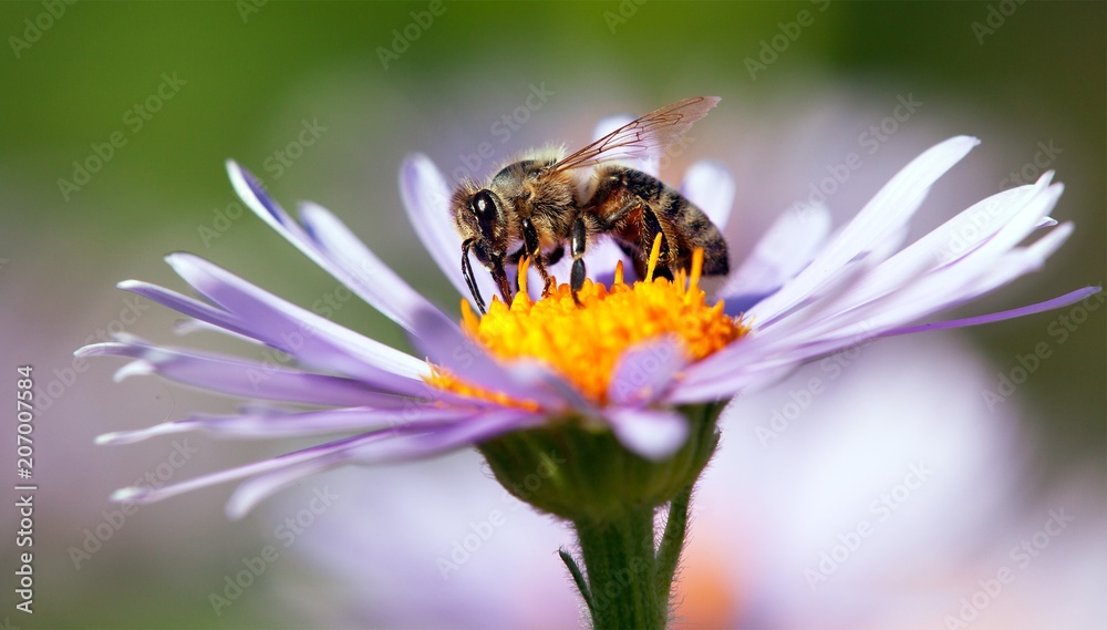 Pollinators