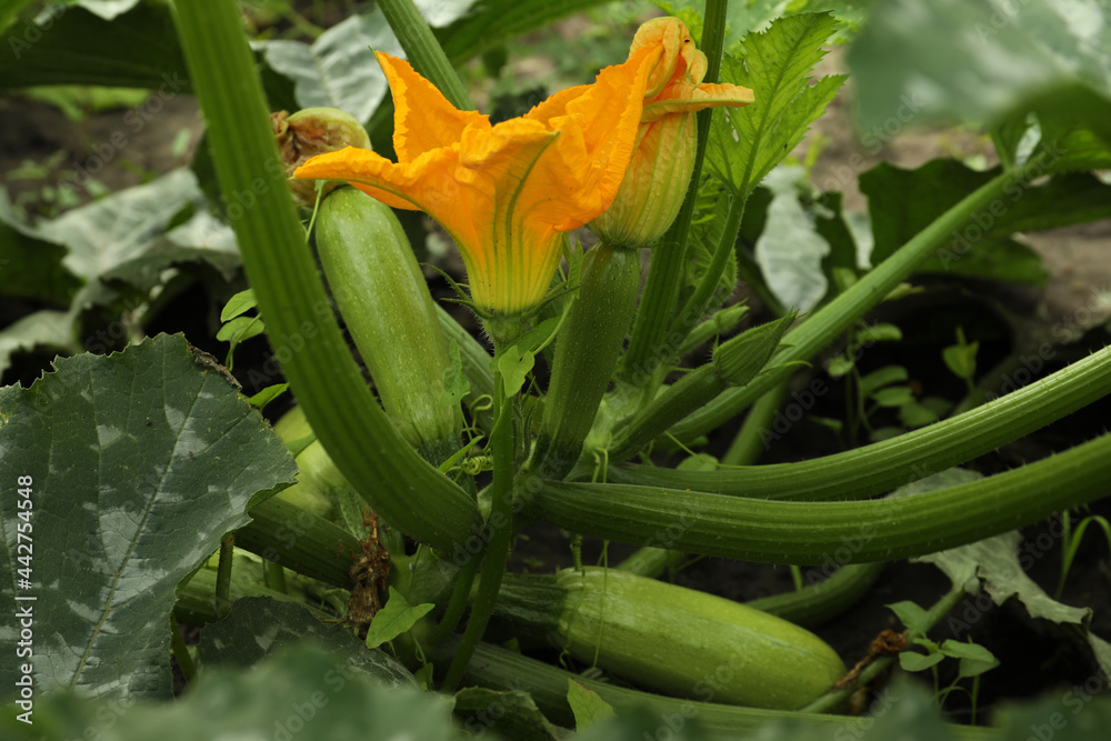 How to Grow Squash