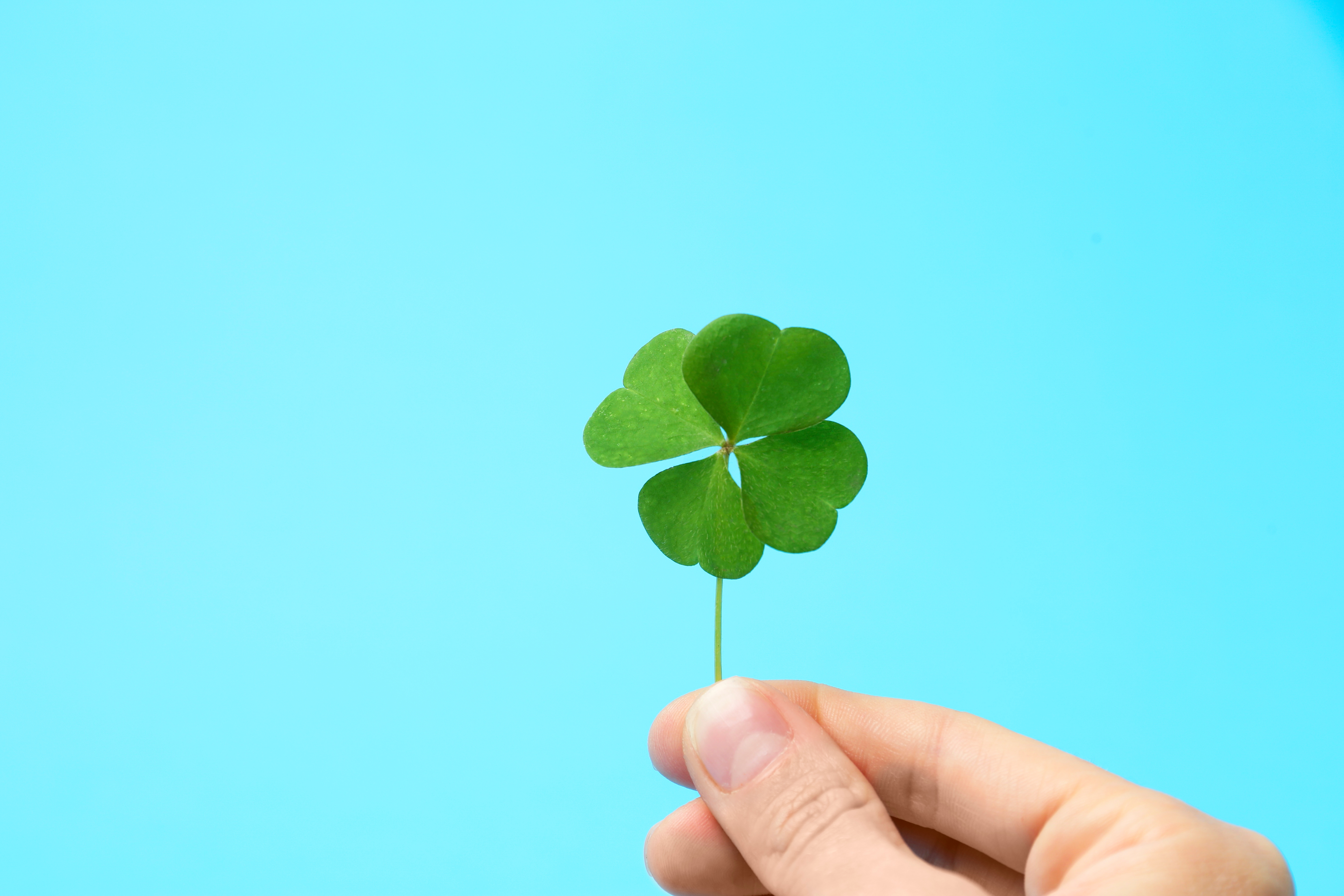 hand holding 4 leaf clover