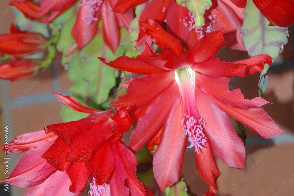 Holiday Cactus