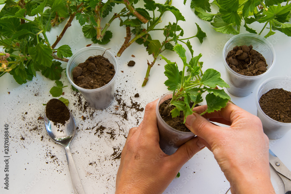 Plant Propagation