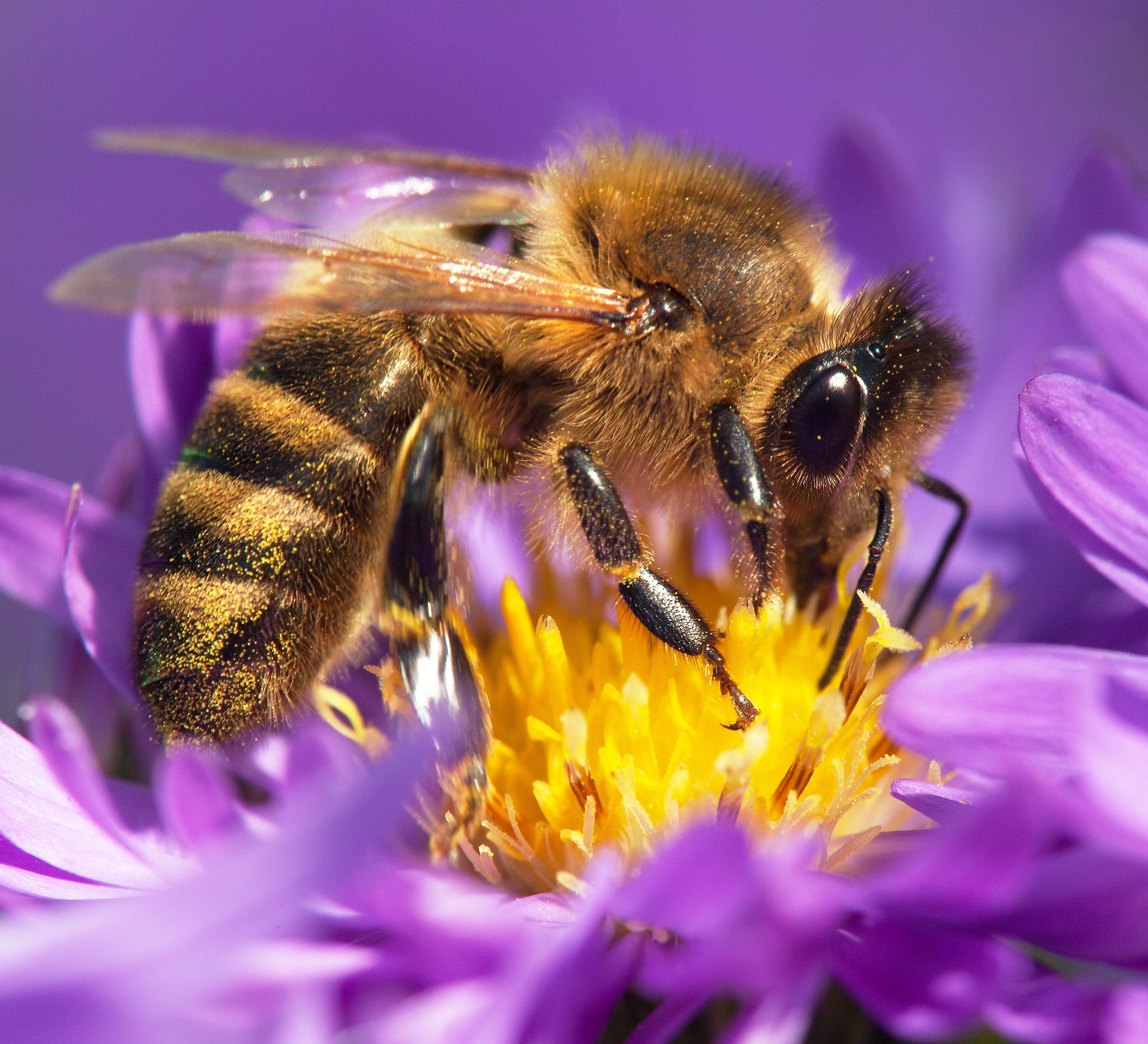 Pollinators Paradise