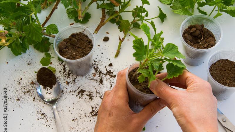 Plant Propagation